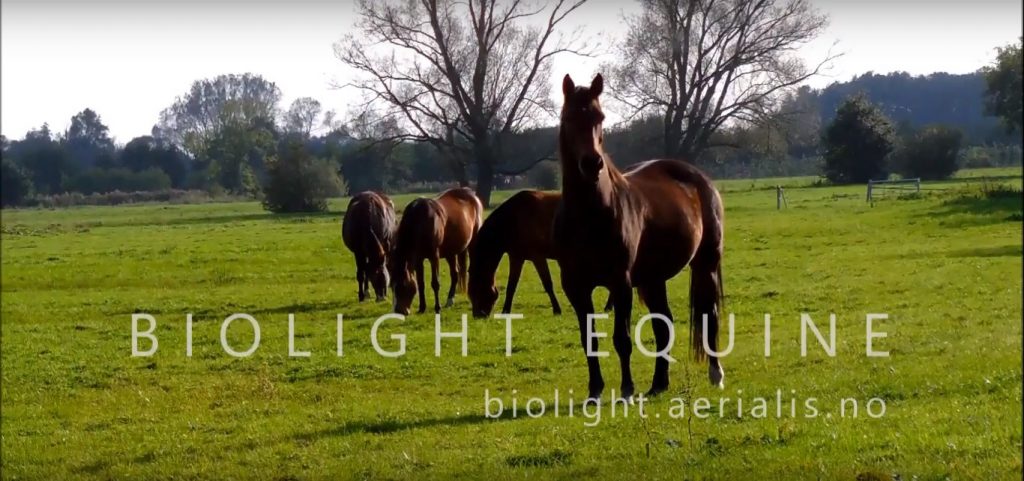 Biolight Equine - video portfolio